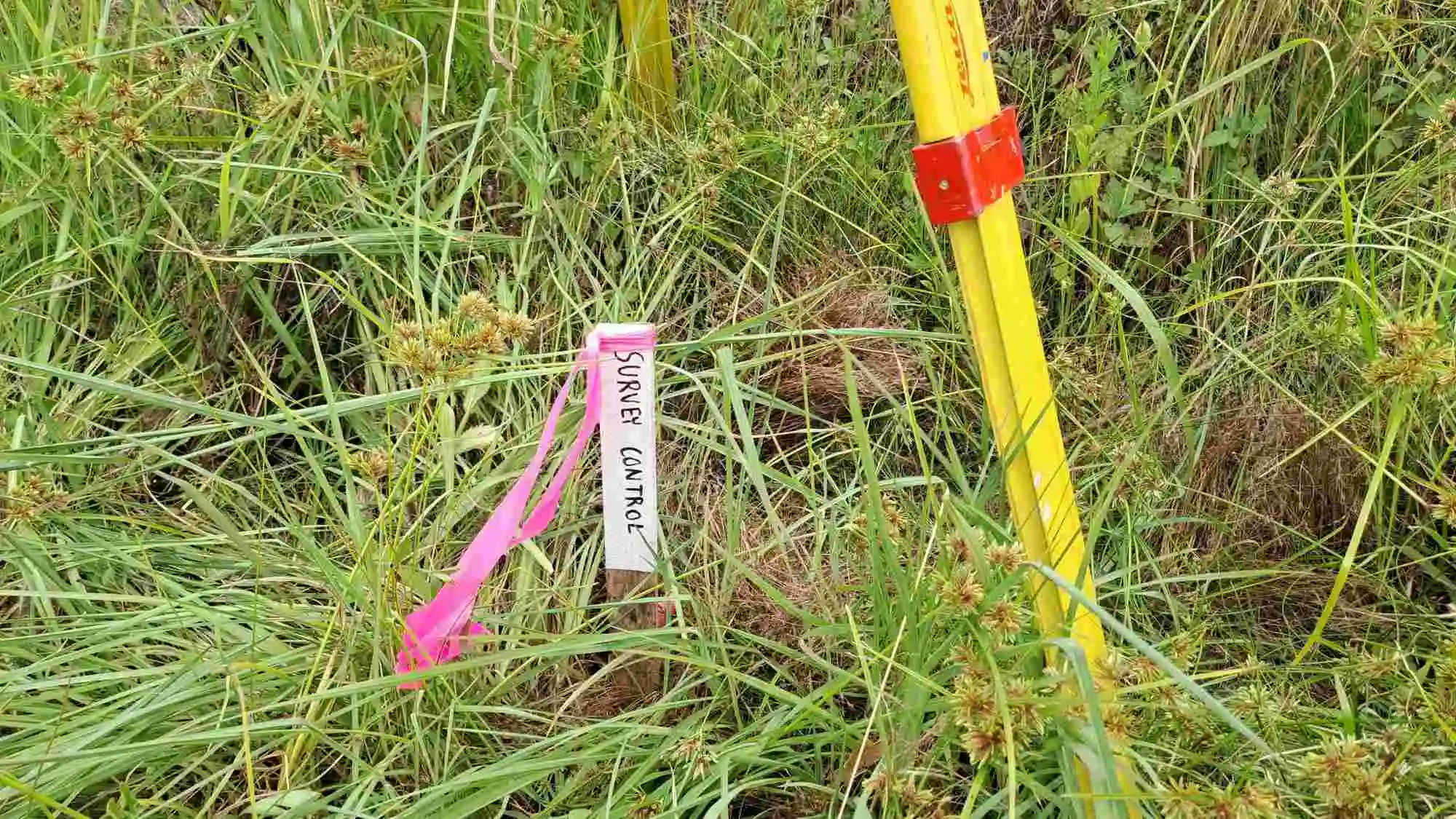 Survey control traverse mark flagged during total station traverse on Sydney North Shore